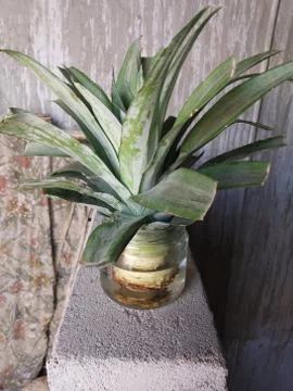 Pineapple growing in my garden Stock Photos