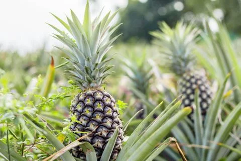 Pineapple growing with natural. Stock Photos
