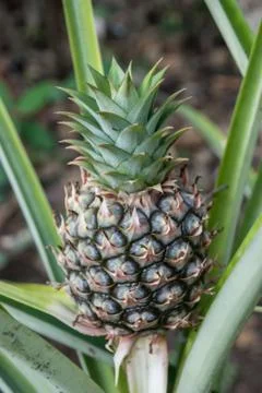Pineapple Growing 写真素材
