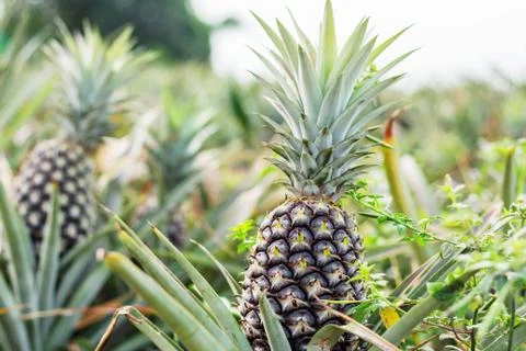 Pineapple is growing at sky. Stock Photos