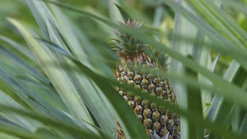 Pineapple Growing in Suriname Stock Footage 145055214