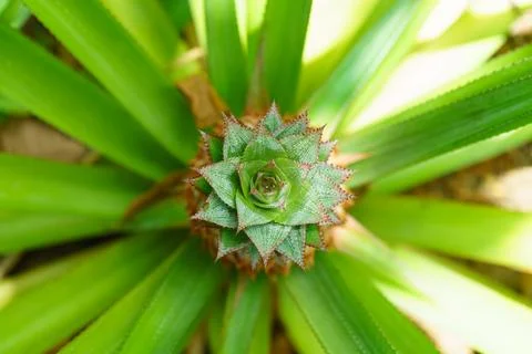 A Pineapple growing top view Stock Photos