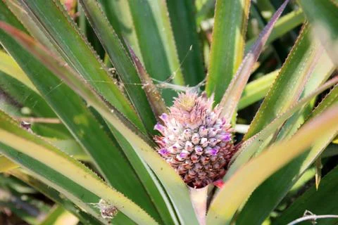 Pineapple of growing on tree. Stock Photos
