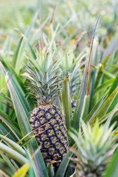 Pineapple growing on trees. 스톡 사진