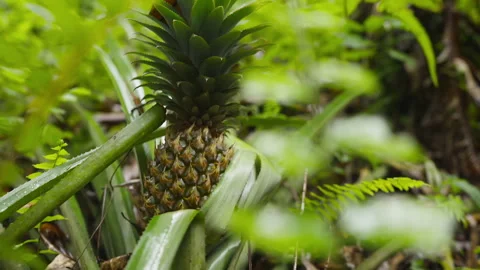Pineapple grows among green leaves in a lush tropical garden outdoors. Video stock 328031352