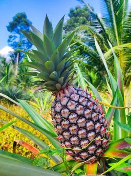 Pineapple grows in a garden surrounded by green plants under a clear blue sky Stock Photos