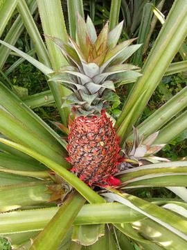 Pineapple grows on a plantation. Photos