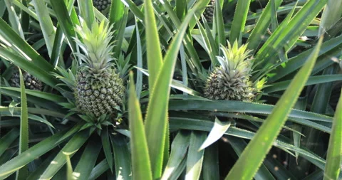 Pineapple in growth at garden Stock Footage 299660091