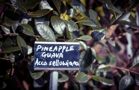 Pineapple guava Stock Photos