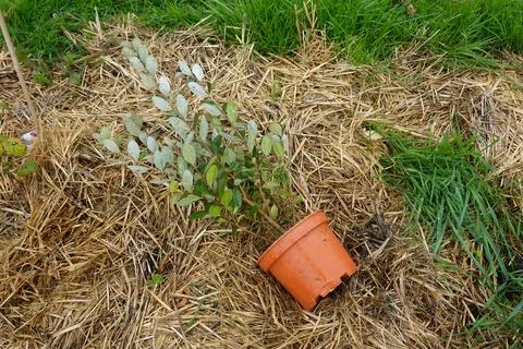 Pineapple guava sapling lying on straw mulch in garden Stock Photos