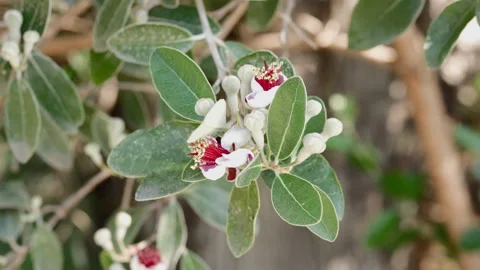 Pineapple guava tree with flowers Stock Footage 242026050