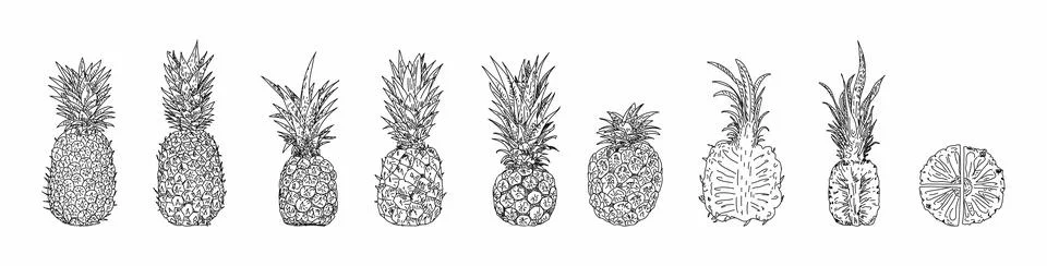 Pineapple hand drawn vector illustrations. Stock Illustration