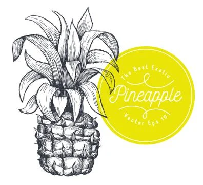 Pineapple. Hand drawn vector tropical fruit illustration. Engraved style anan Stock Illustration