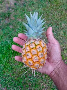 Pineapple in hand. top-down view Stock Photos