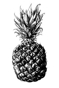 Pineapple Illustrazione stock