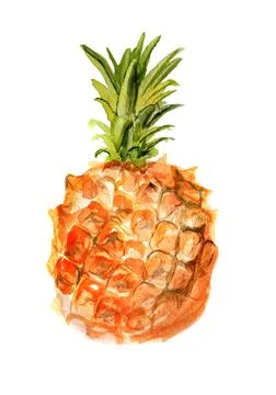 Pineapple Stock Illustration