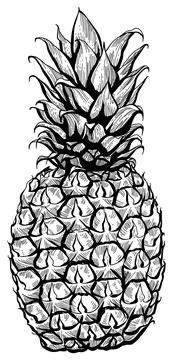 Pineapple 스톡 일러스트