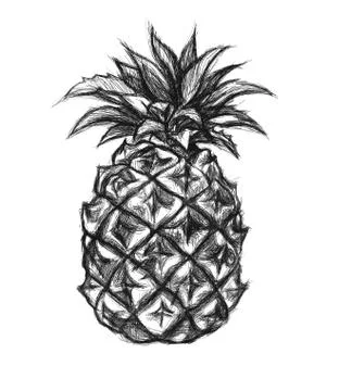Pineapple illustration hand drawing Stock Illustration