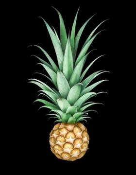 Pineapple isolated on black background. Hand drawn watercolor illustration. Stock Illustration