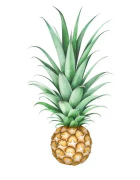 Pineapple isolated on white background. Hand drawn watercolor illustration. Stock Illustration