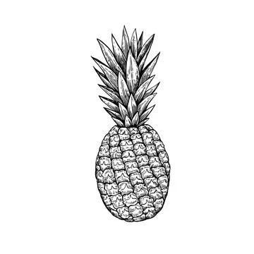 Pineapple, isolated on white background. Hand-drawn ink illustration in ret.. Stock Illustration