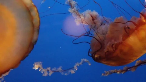 Pineapple Jellyfish Stock Footage 75023699