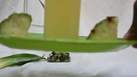 Pineapple juice on white background. Stock-Footage 326128969