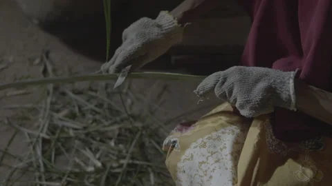 Pineapple leaf fiber separation manually 5 스톡 동영상 167374133