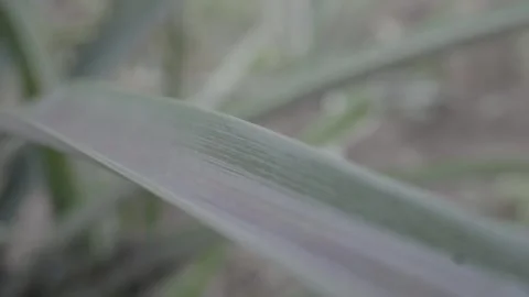 Pineapple leaf Stock Footage 308013145