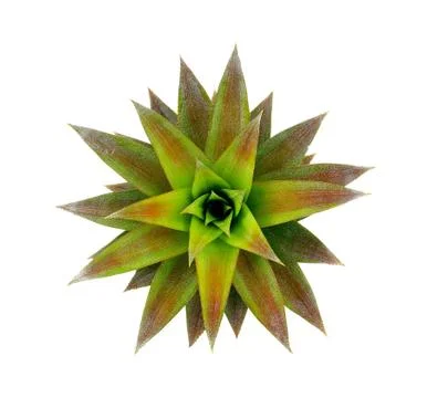 Pineapple leaf isolated on the white background Stock Photos