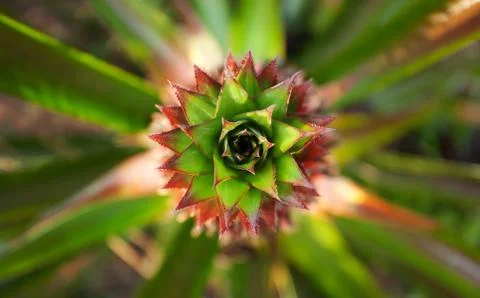 Pineapple leaf Stock Photos
