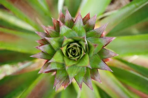 Pineapple leaf Stock Photos