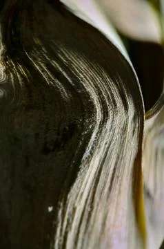 Pineapple leaf Stock Photos