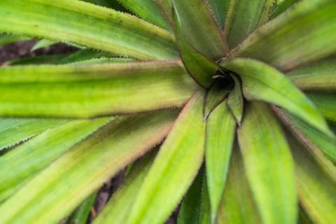 Pineapple leaf from top view Stock Photos