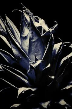 Pineapple leafs Stock Photos