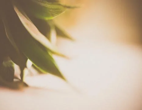 Pineapple leaves close up Stock Photos
