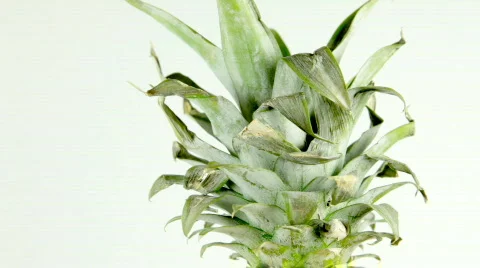 Pineapple leaves loop Stock Footage 772786