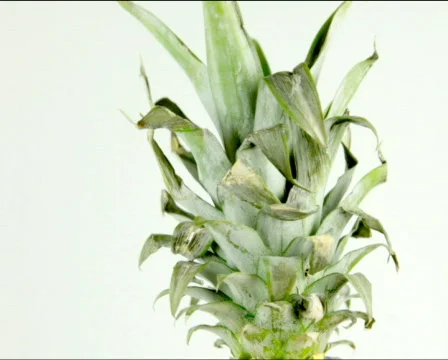 Pineapple leaves loop Stock-Footage 772799