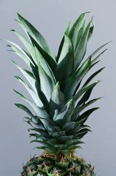Pineapple leaves Stock Photos