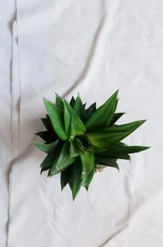 Pineapple leaves Stock Photos