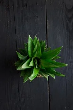 Pineapple leaves Stock Photos