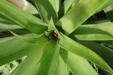Pineapple leaves Foto stock