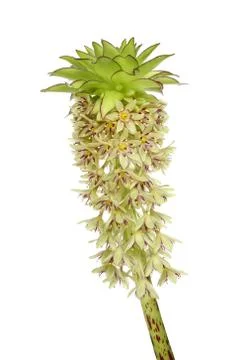 Pineapple lilly Stock Photos