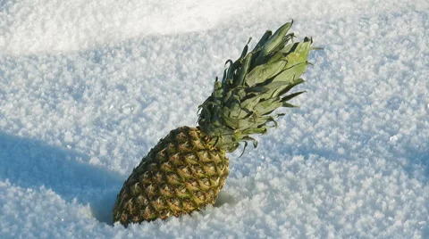 The pineapple is lying on fluffy white snow. Video stock 64288294