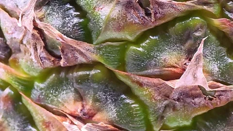 Pineapple macro texture Stock Footage 326464258