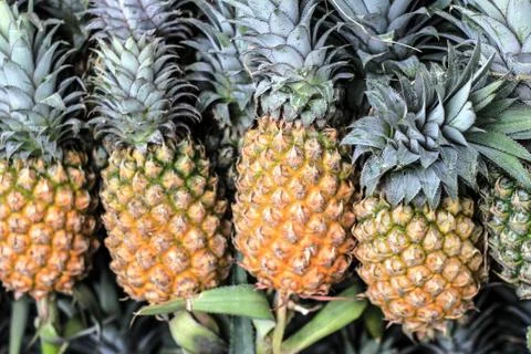 Pineapple in the market Stock Photos