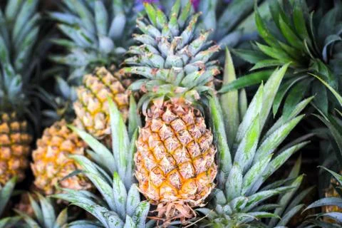 Pineapple in the market Stock Photos
