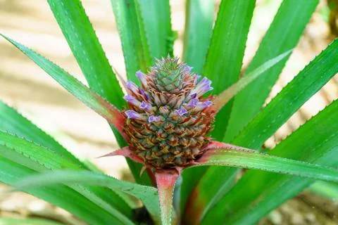 Pineapple in the middle stage of growth Stock Photos