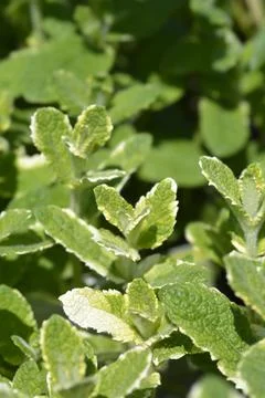 Pineapple mint Stock Photos