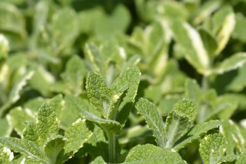 Pineapple mint Stock Photos